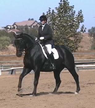 Con Brio Farms bred Ace winning at Fourth Level
