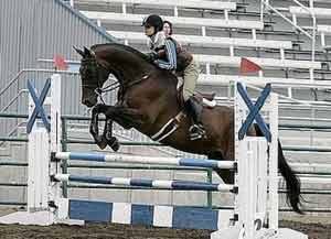 Con Brio Farms bred Larceny showing hunters