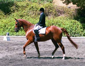 Con Brio Farms bred High Moon winning at 2nd Level