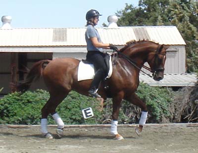 Con Brio Farms bred Pavarotti schooling 3rd level