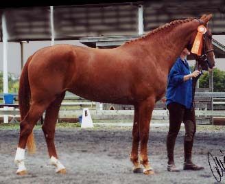 Con Brio Farms bred Reisling at NA/WPN Keuring