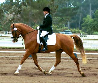 Con Brio Farms bred Ricochet showing at 2nd Level