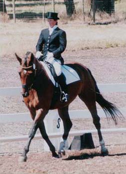 Con Brio Farms bred Wynona showing at Devonwood